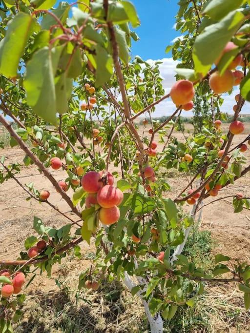 Vila Dar Jamila - Au Coeur De L'Oasis - Gábes Exteriér fotografie